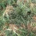 【推荐】小叶麦冬苗大量供应基地直发全国发货欢迎联系