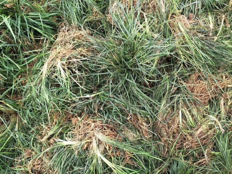 【推荐】小叶麦冬苗大量供应基地直发全国发货欢迎联系