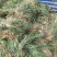 【推荐】小叶麦冬苗大量供应基地直发全国发货欢迎联系