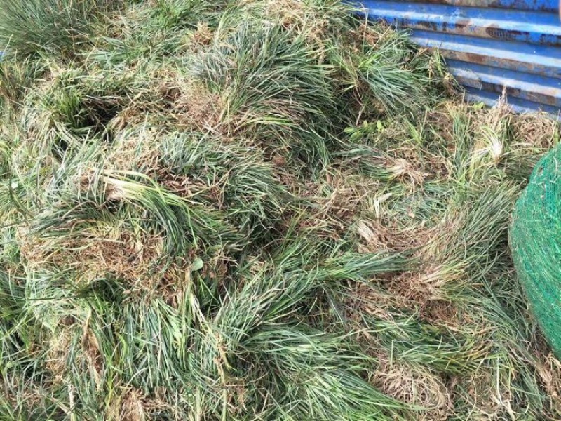 【推荐】小叶麦冬苗大量供应基地直发全国发货欢迎联系