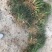 【推荐】小叶麦冬苗大量供应基地直发全国发货欢迎联系