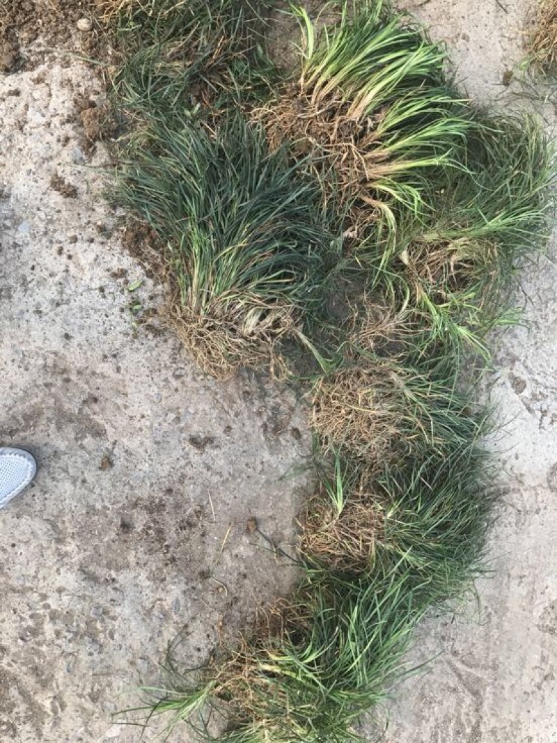 【推荐】小叶麦冬苗大量供应基地直发全国发货欢迎联系