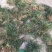 【推荐】小叶麦冬苗大量供应基地直发全国发货欢迎联系