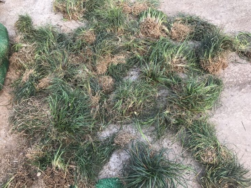 【推荐】小叶麦冬苗大量供应基地直发全国发货欢迎联系