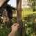 秋枫231~260cm