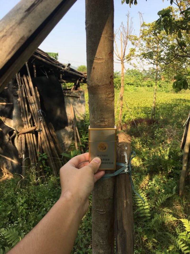 秋枫231~260cm