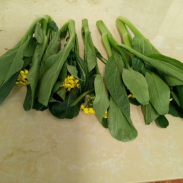 菜苔20~30厘米