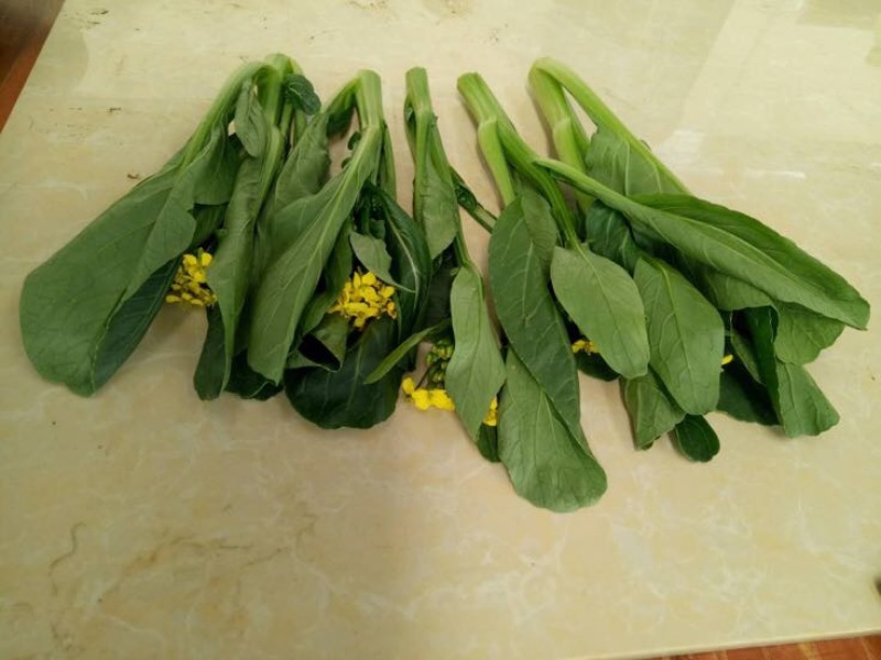 菜苔20~30厘米