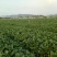 菜苔20~30厘米