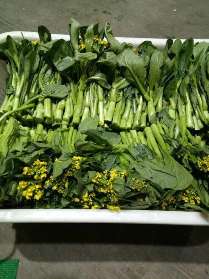 菜苔20~30厘米