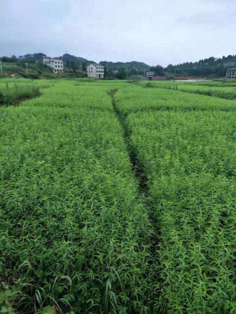 桃树苗60~70cm