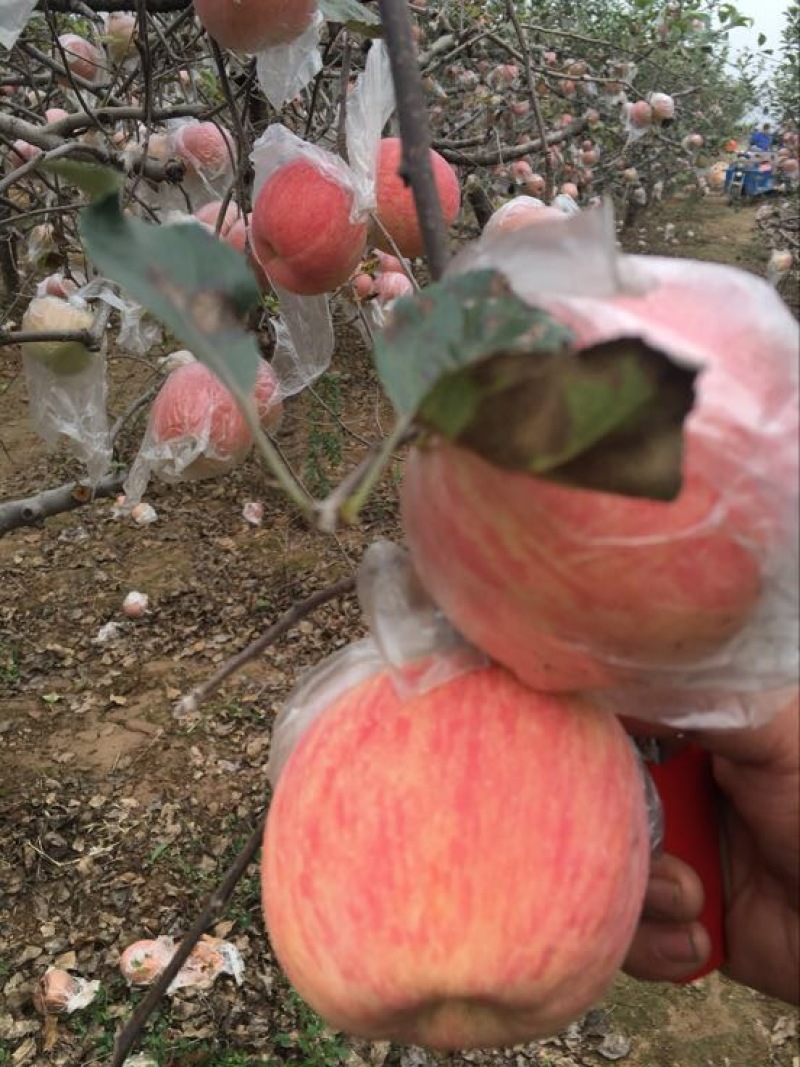 红富士苹果，纸加膜红富士苹果价格，陕西红富士苹果产地