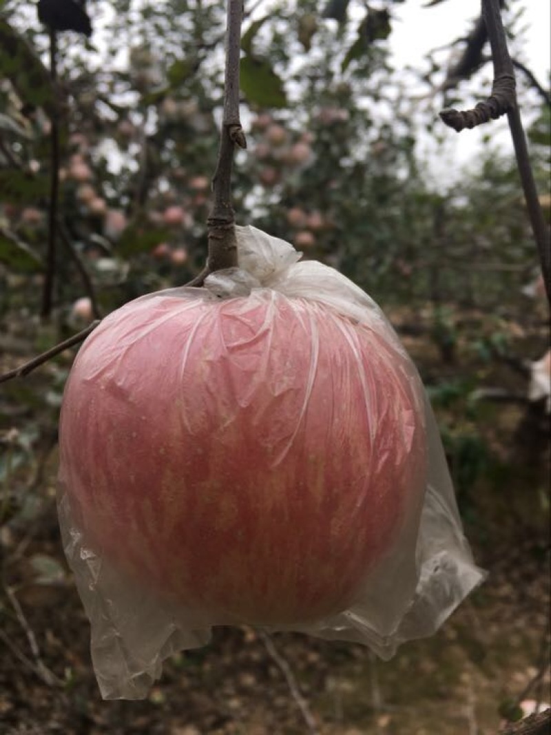 红富士苹果，纸加膜红富士苹果价格，陕西红富士苹果产地