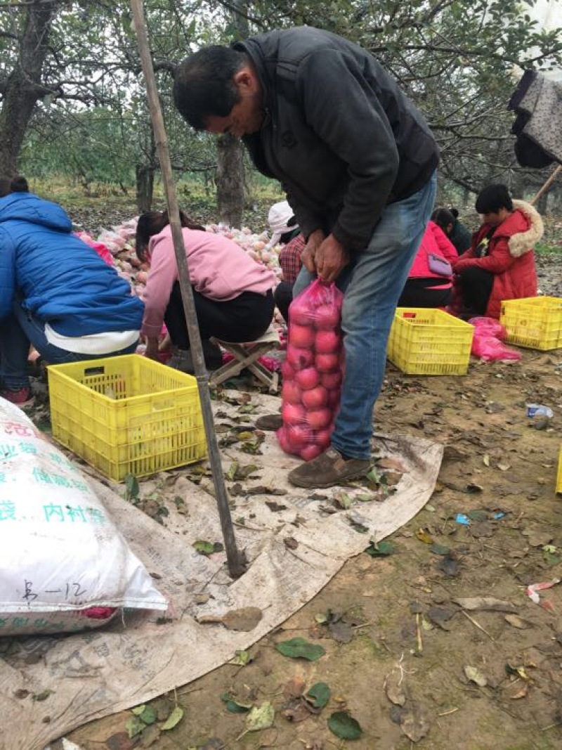 红富士苹果，纸加膜红富士苹果价格，陕西红富士苹果产地