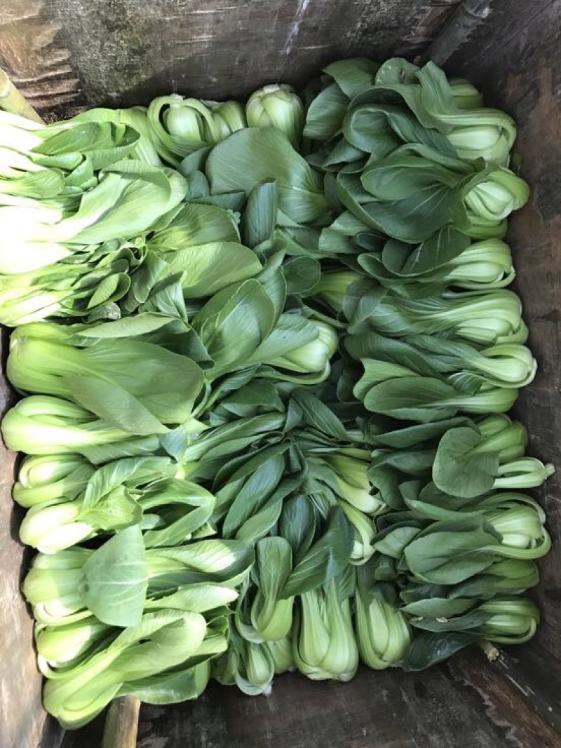 青菜15~20cm