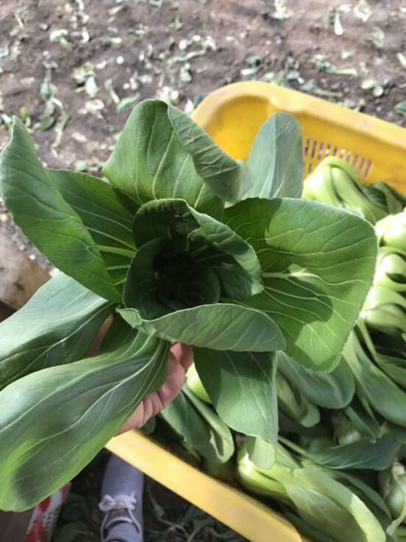 青菜15~20cm