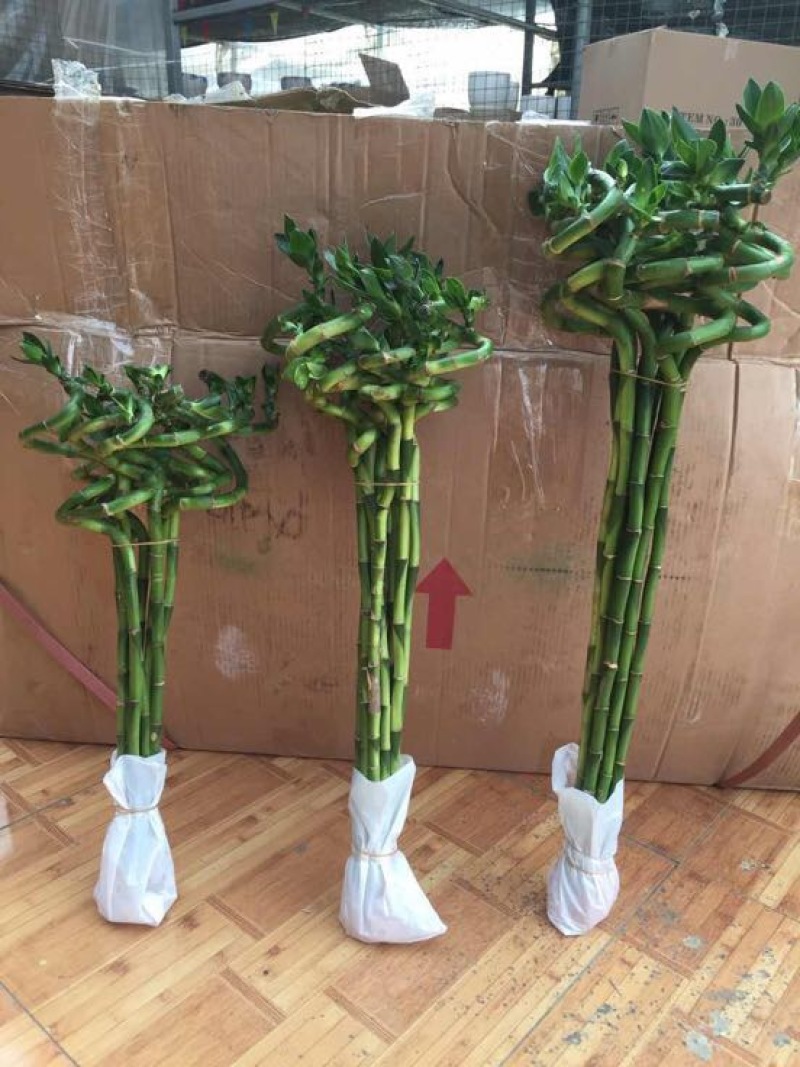 带根富贵竹转运竹多种规格