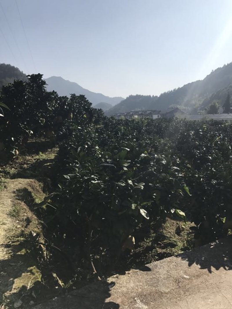 贡水白柚2斤以上