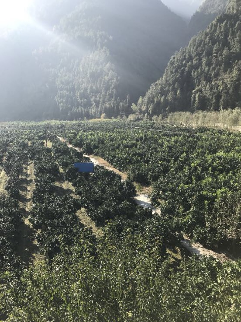 贡水白柚2斤以上