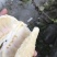 贡水白柚2斤以上