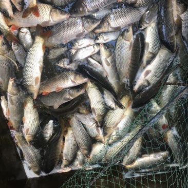 河鲤鱼0.5公斤以下食用