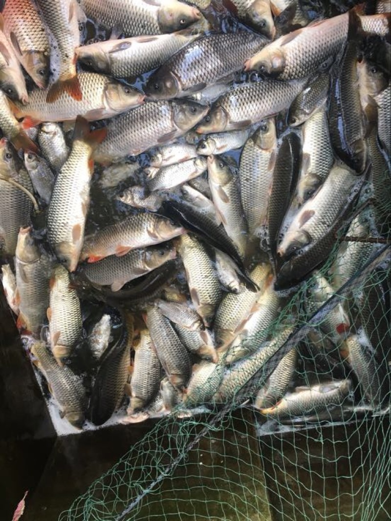 河鲤鱼0.5公斤以下食用