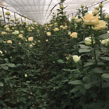 玫瑰苗20-50公分现有嫁接苗袋装苗老桩包存活可做技术