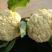 白花菜花紧花2~3斤乳白