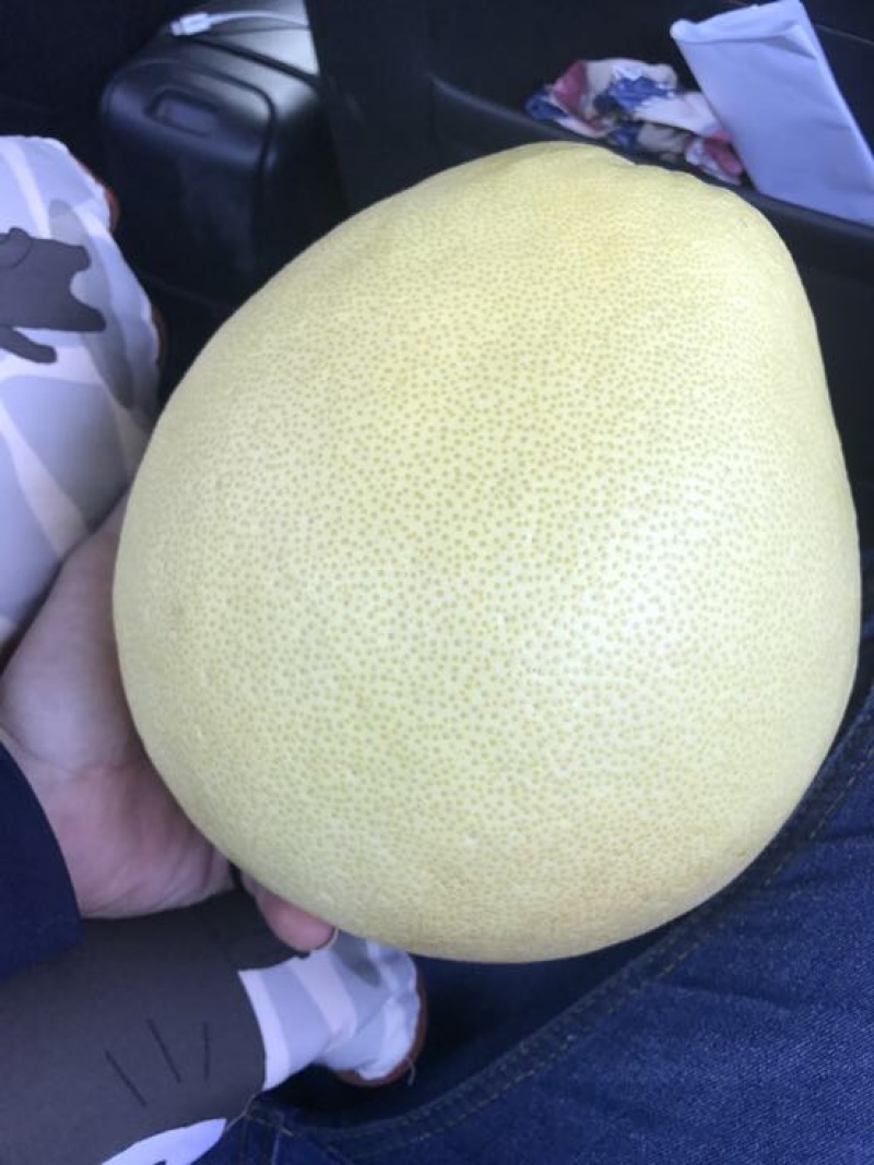 贡水白柚2.5斤以上