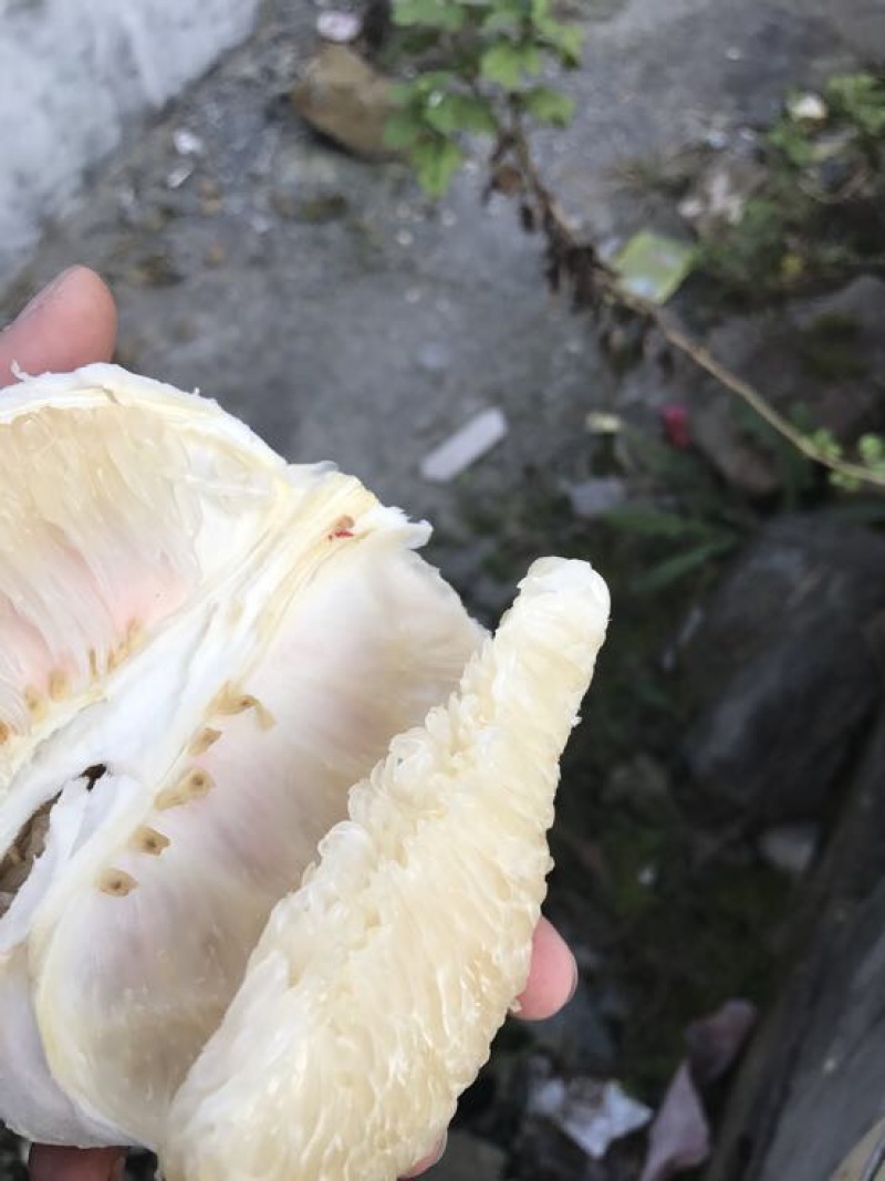 贡水白柚2.5斤以上