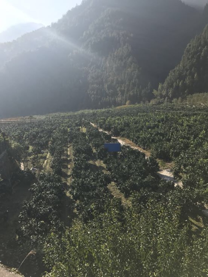 贡水白柚2.5斤以上