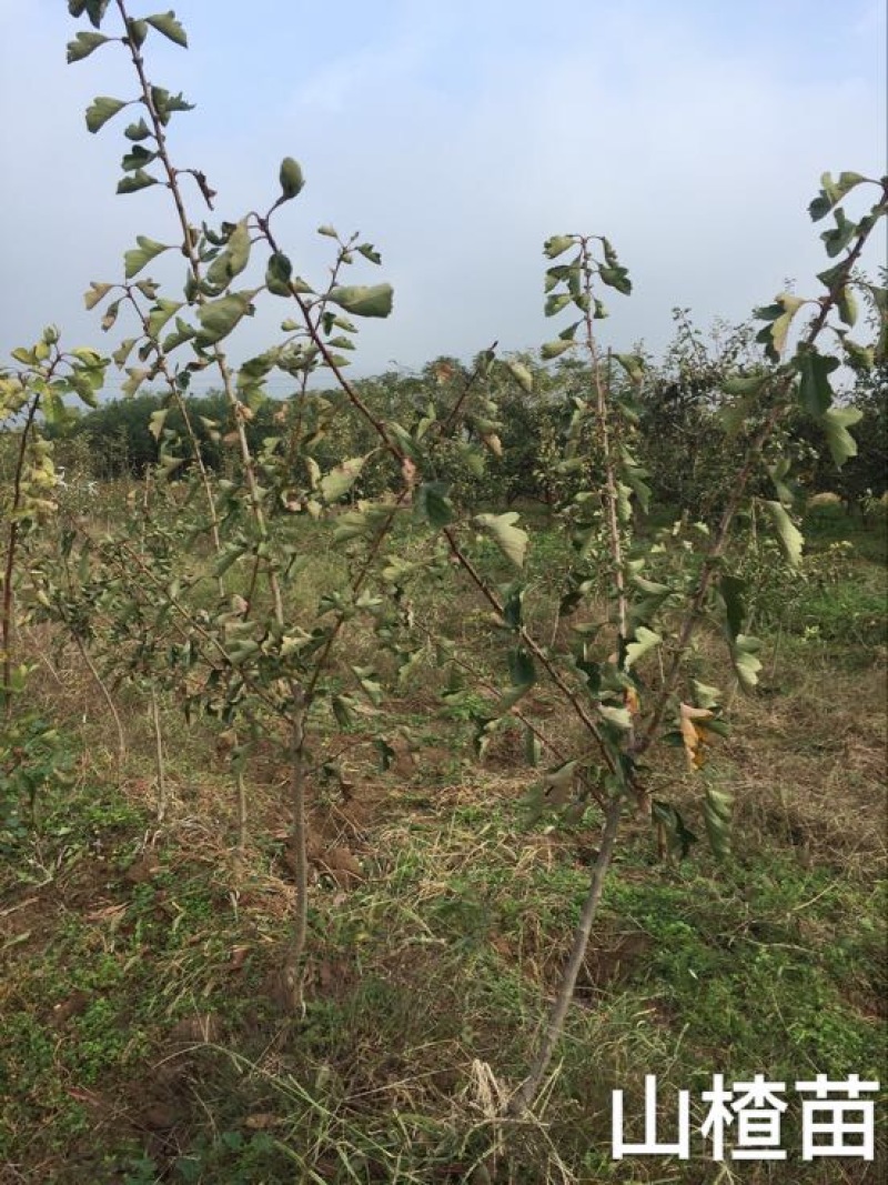 大果山楂苗80cm以上