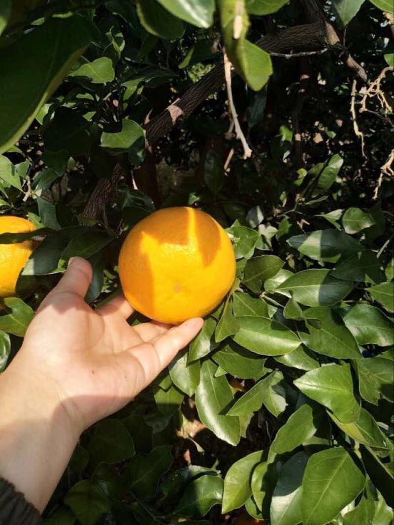特早蜜橘果园看货，质量保证欢迎订购