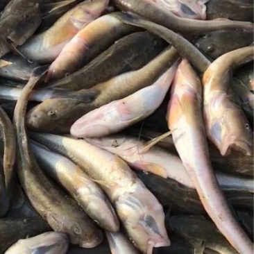 龙头鱼