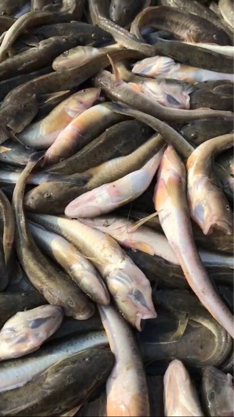 龙头鱼