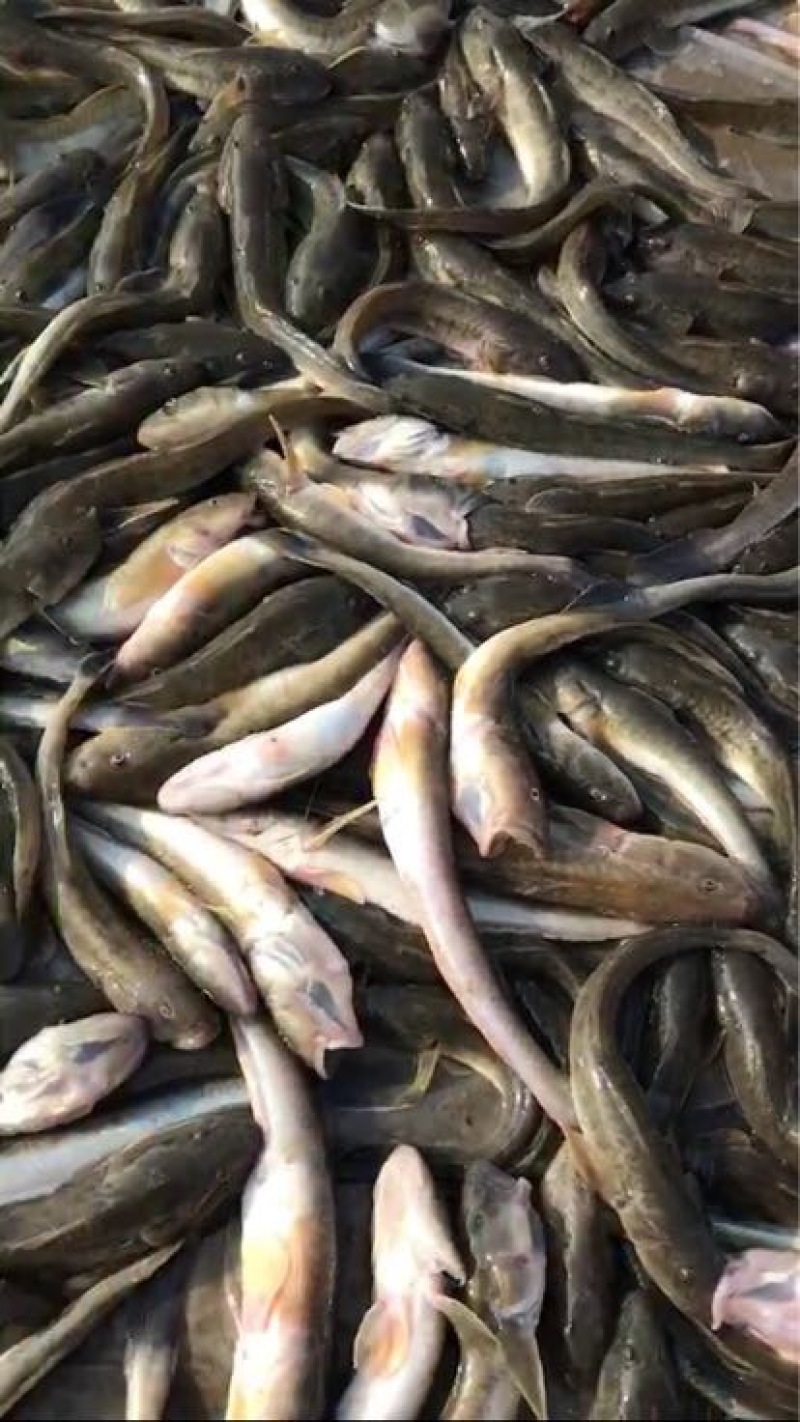 龙头鱼