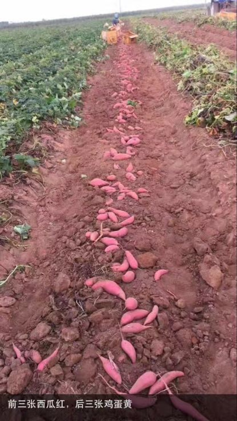 紫薯全粉