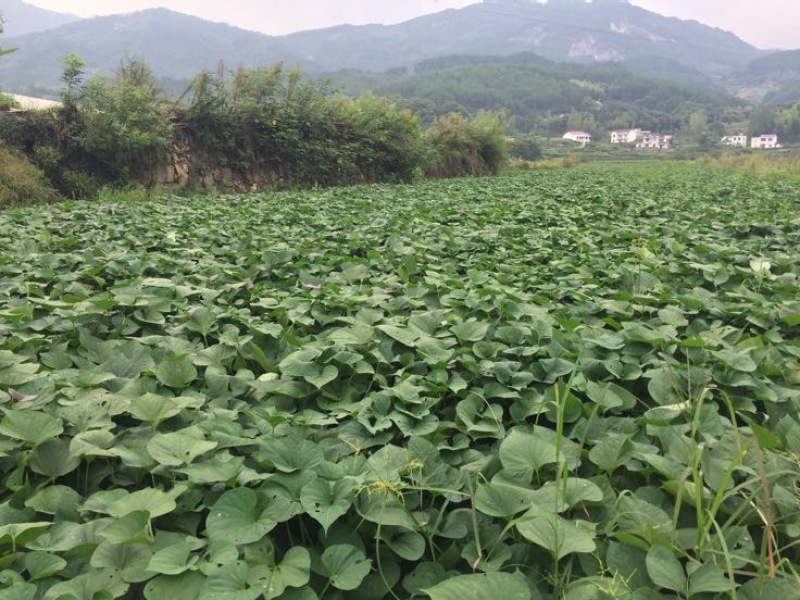 紫薯全粉