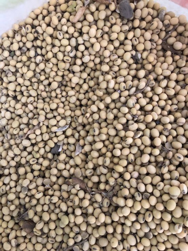 大豆优质