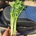 芹菜40cm以上
