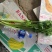 芹菜40cm以上