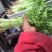 芹菜40cm以上