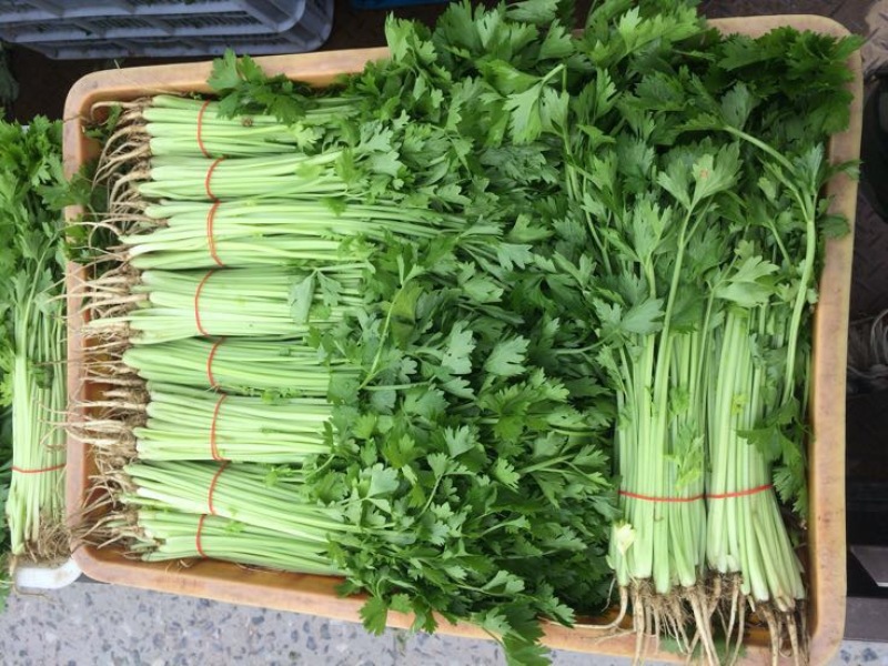 芹菜40cm以上