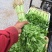 芹菜40cm以上