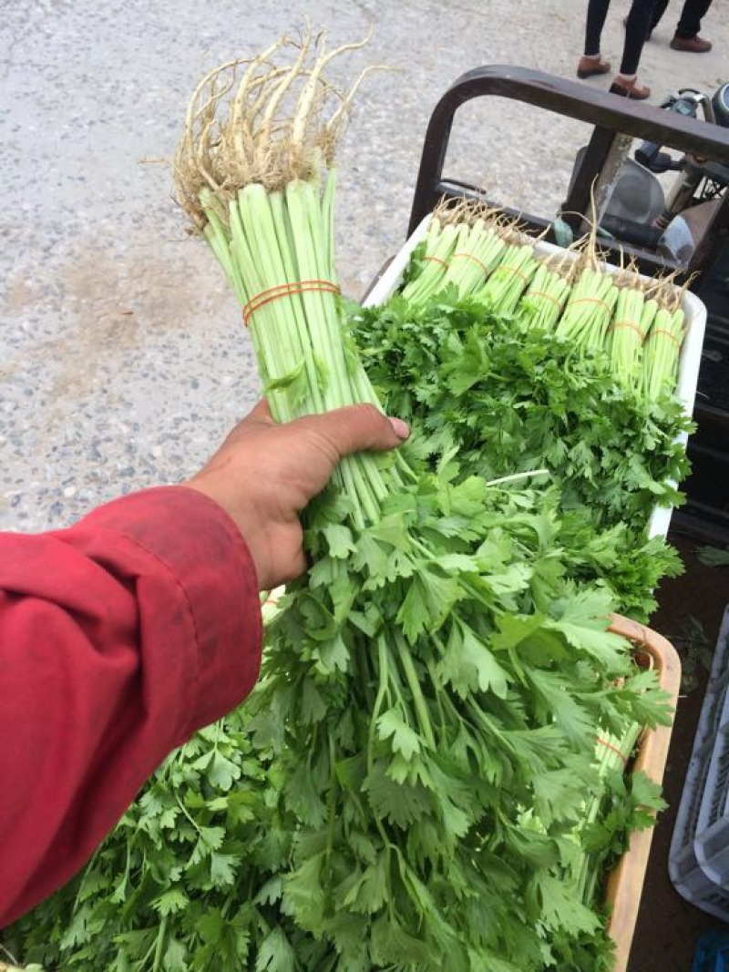 芹菜40cm以上