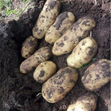 大白花土豆通货3两以上有百十来吨