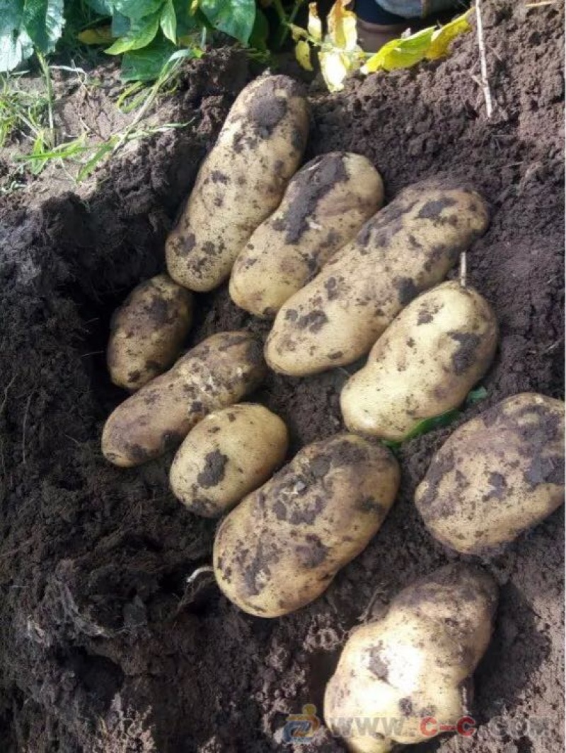 大白花土豆通货3两以上有百十来吨