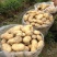 大白花土豆通货3两以上有百十来吨