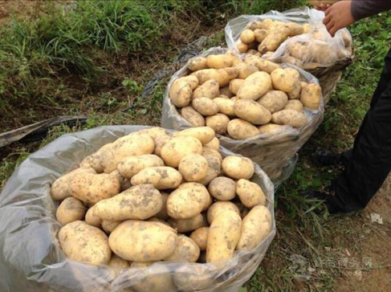 大白花土豆通货3两以上有百十来吨