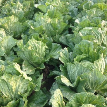 山东大白菜7斤以上毛菜